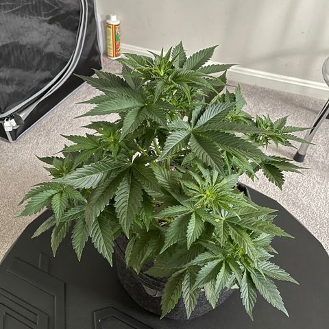 LSD Auto growlog timeline photo