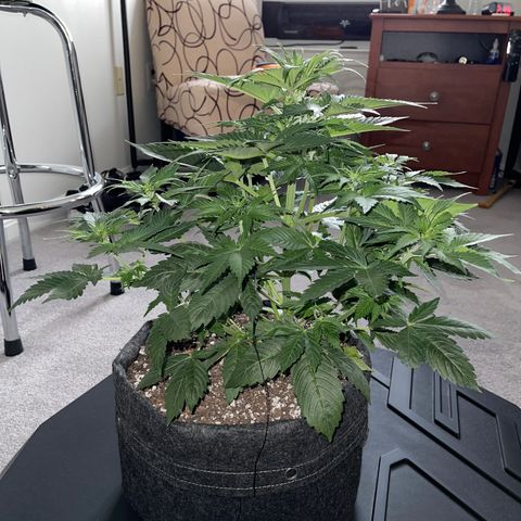 LSD Auto growlog timeline photo