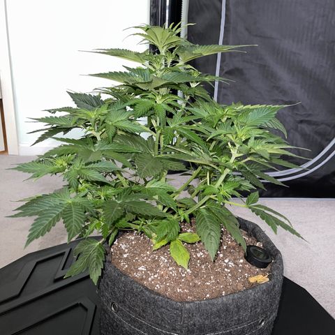 LSD Auto growlog timeline photo