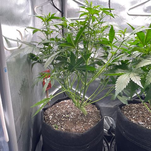 Runtz Auto growlog timeline photo