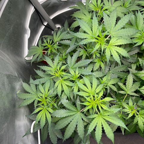 Runtz Auto growlog timeline photo