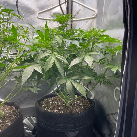 LSD Auto growlog timeline photo