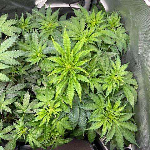 LSD Auto growlog timeline photo