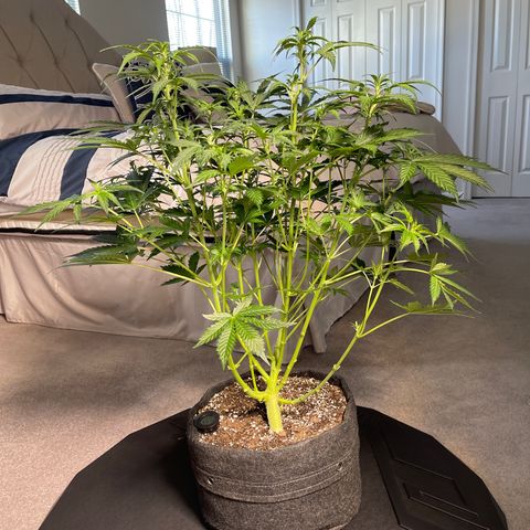 Runtz Auto growlog timeline photo