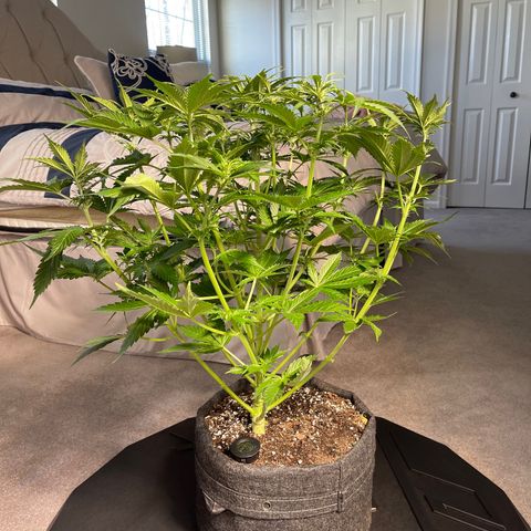 LSD Auto growlog timeline photo