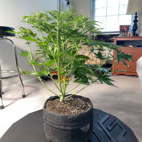 LSD Auto growlog timeline photo