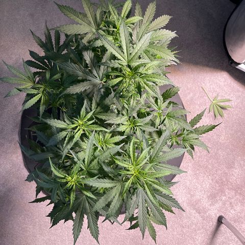 Runtz Auto growlog timeline photo
