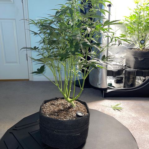 Runtz Auto growlog timeline photo