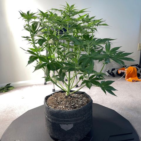 LSD Auto growlog timeline photo