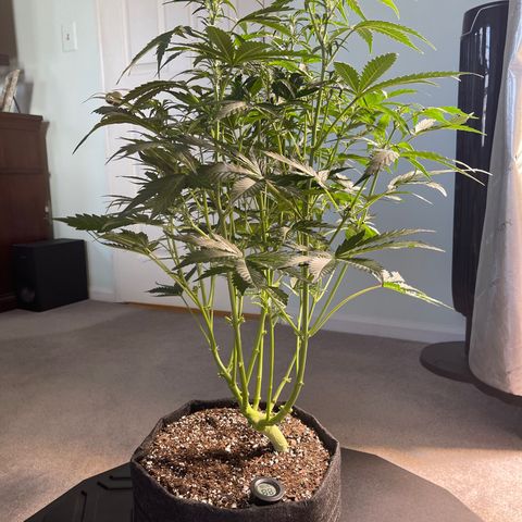 Runtz Auto growlog timeline photo