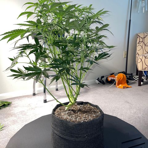 Runtz Auto growlog timeline photo