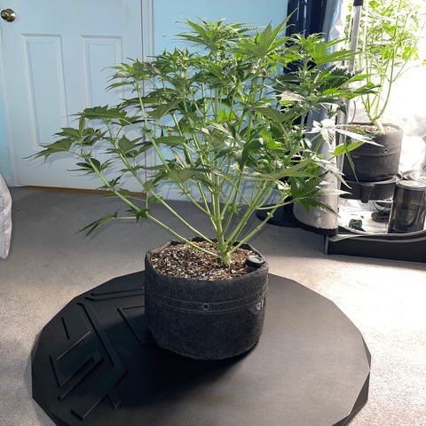 LSD Auto growlog timeline photo