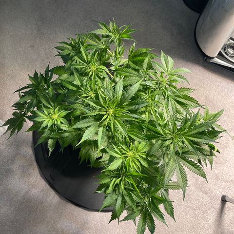 LSD Auto growlog timeline photo