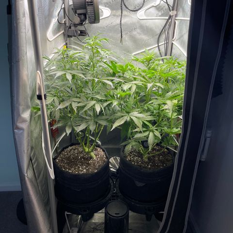 LSD Auto growlog timeline photo