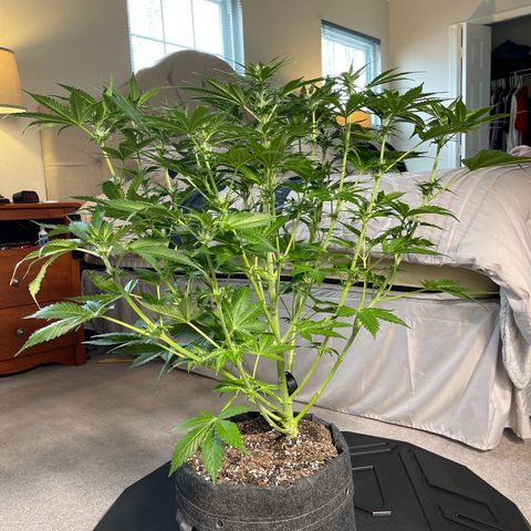 LSD Auto growlog timeline photo