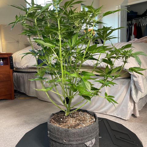 LSD Auto growlog timeline photo