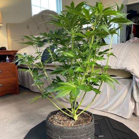 LSD Auto growlog timeline photo