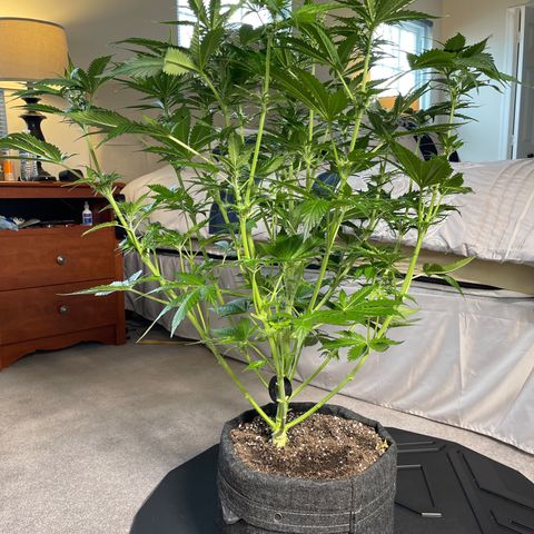 LSD Auto growlog timeline photo