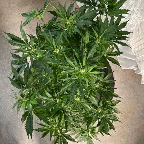 LSD Auto growlog timeline photo