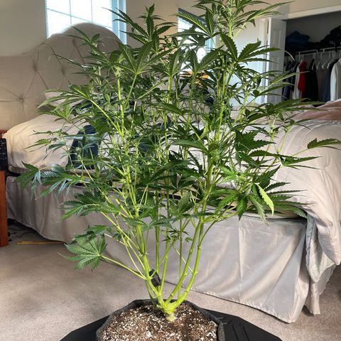 Runtz Auto growlog timeline photo