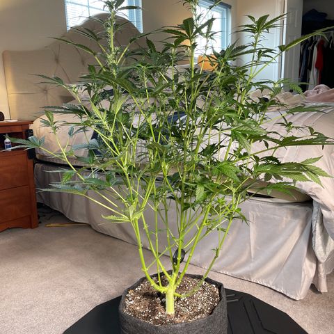 Runtz Auto growlog timeline photo