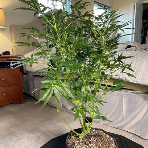 Runtz Auto growlog timeline photo