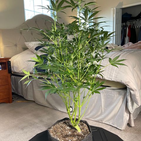 Runtz Auto growlog timeline photo