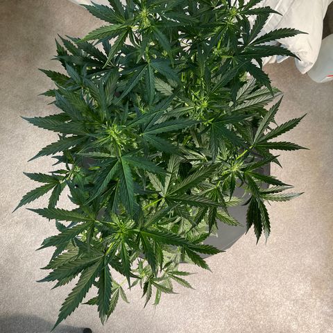 Runtz Auto growlog timeline photo