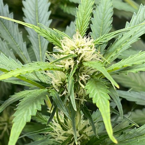 LSD Auto growlog timeline photo