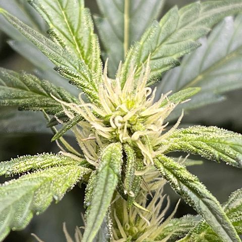 Runtz Auto growlog timeline photo