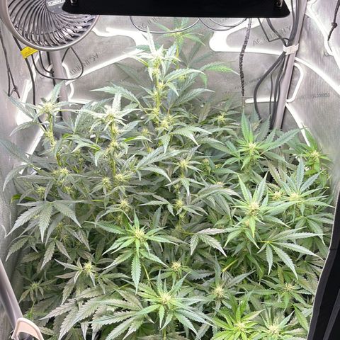 LSD Auto growlog photo: Runtz on left, LSD on right. 