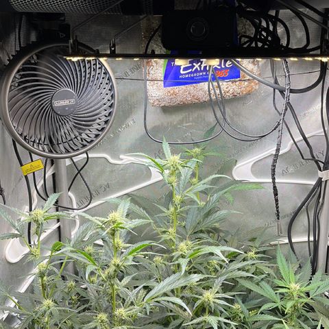 LSD Auto growlog photo: Runtz on left, LSD on right. 