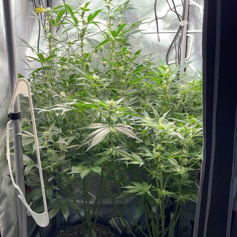 LSD Auto growlog photo: Runtz on left, LSD on right. 