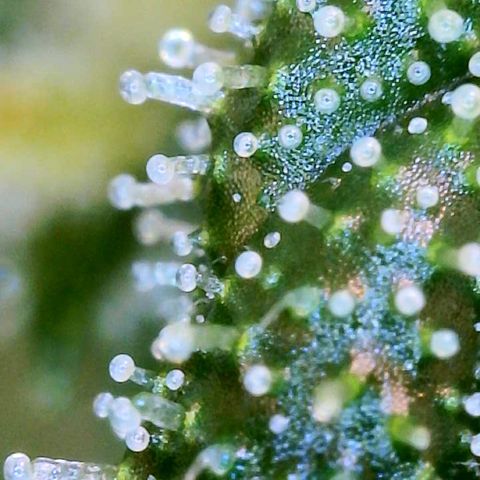 Runtz Auto growlog timeline photo