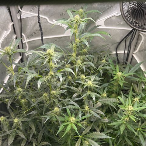 LSD Auto growlog photo: Runts left - LSD right