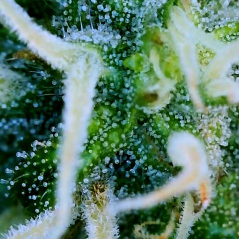 Runtz Auto growlog timeline photo