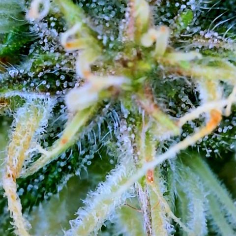 LSD Auto growlog timeline photo