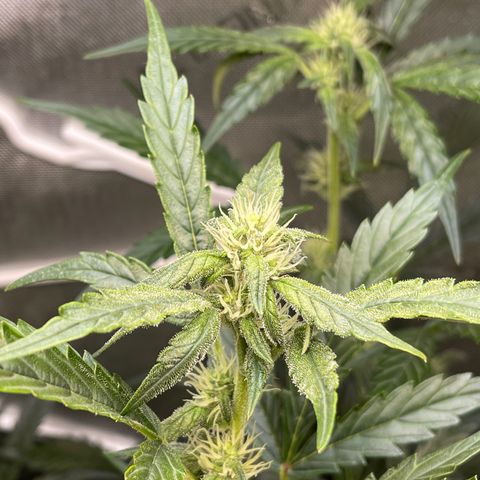 Runtz Auto growlog timeline photo