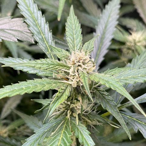 LSD Auto growlog timeline photo