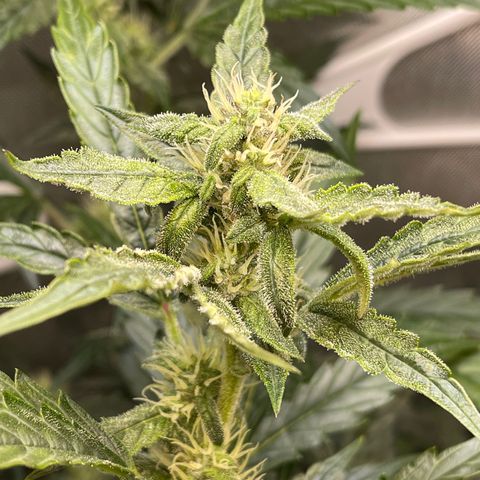 Runtz Auto growlog timeline photo