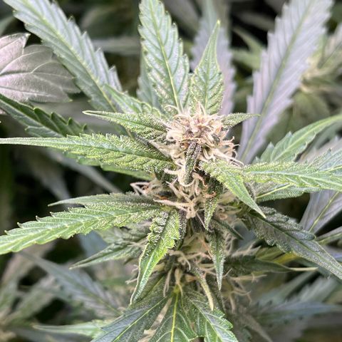 LSD Auto growlog timeline photo