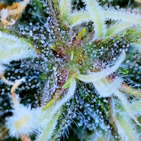 LSD Auto growlog timeline photo