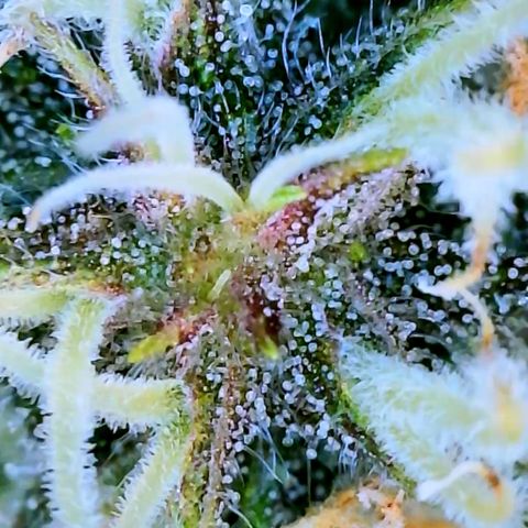 LSD Auto growlog timeline photo