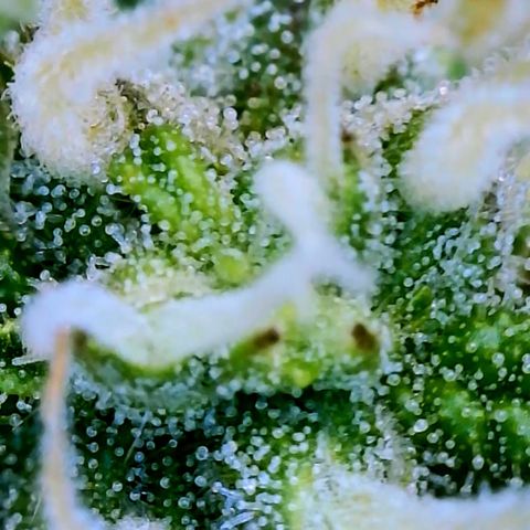 Runtz Auto growlog timeline photo