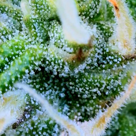 Runtz Auto growlog timeline photo