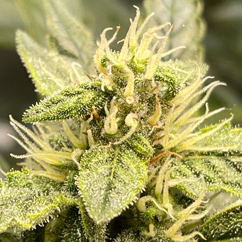 Runtz Auto growlog timeline photo