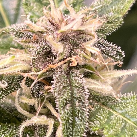 LSD Auto growlog timeline photo