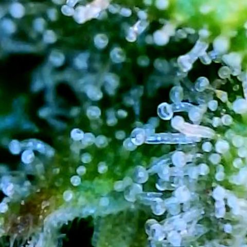 Runtz Auto growlog timeline photo