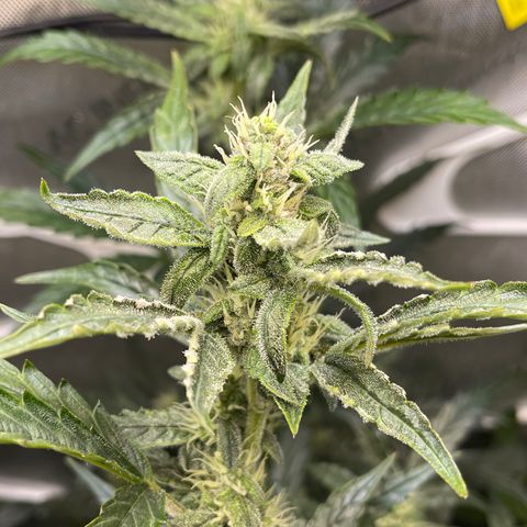 Runtz Auto growlog timeline photo