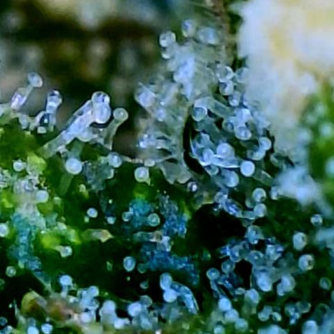 Runtz Auto growlog timeline photo